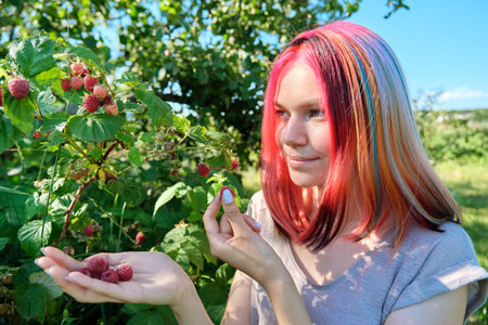 Young woman teenager picking ripe red raspberries from bush, healthy organic natural food, summer...