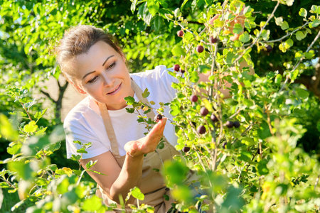 Woman in garden picking ripe sweet gooseberries from bush. Summer season, berries in the garden,...