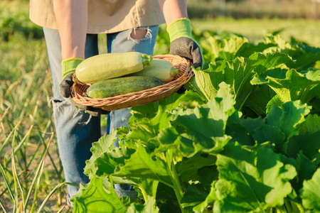 Harvest fresh zucchini in basket in hands close up, sunny summer vegetable garden background, healthy organic food, vegetable farm hobby and small businessの写真素材
