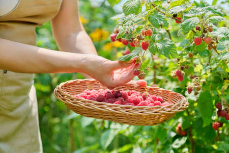 Close-up of harvest of ripe raspberries in garden, womans hands picking berries from bush in wicker basketの写真素材