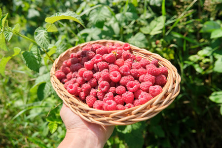 Ripe fresh natural garden raspberries in a basket in the hand of a female in the garden, bushes with...