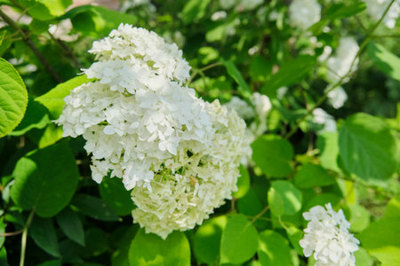 Close-up of a blooming white hydrangea bush in the garden, abstract background.
