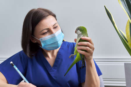 Doctor woman veterinarian examining a green Quaker parrot. Pet bird on examination at the vet clinicの写真素材