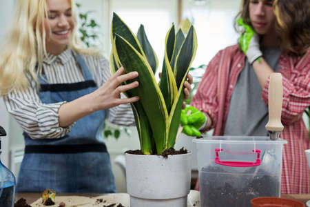 Teenagers guy and girl planting houseplant in potの写真素材