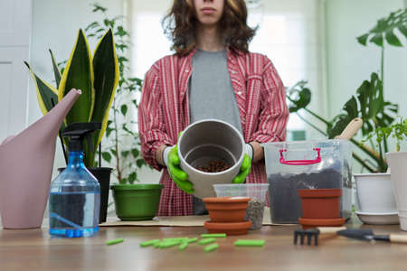 Houseplants, green eco urban trends. Close-up care of indoor plantsの写真素材