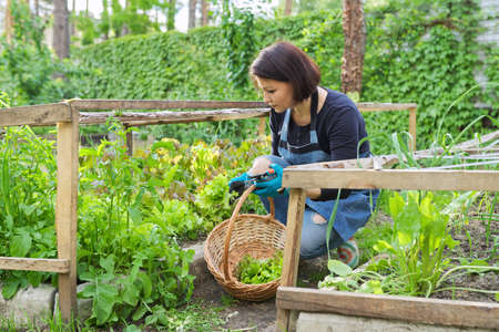 Woman in garden, in small greenhouse, cutting salad, arugula herbsの写真素材