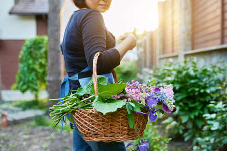 Woman gardener in spring garden with basket of fresh flowersの写真素材