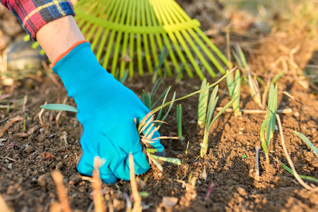 Spring seasonal gardening, rake cleaning backyard close-up.