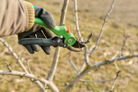 Spring seasonal gardening, pruning fruit trees with pruning shears