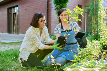 Two women planting a peony plant from a pot in a spring garden.の写真素材