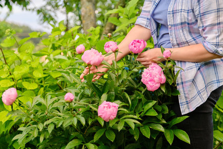 Close-up of womans hands touching blooming bush of pink peoniesの写真素材
