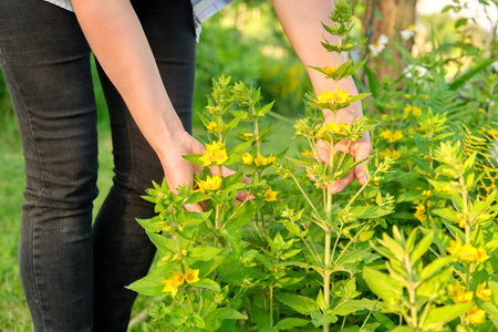 Close-up of womans hands touching blooming bush of yellow loosestrife