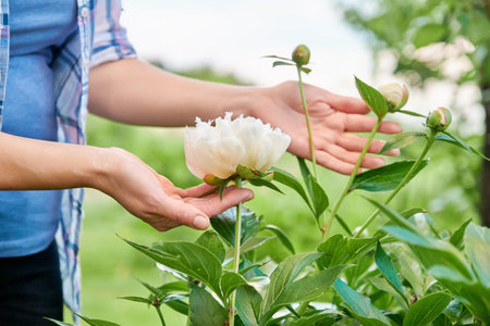 A bush of white peonies in the garden, hands of a woman touching flowers.の写真素材