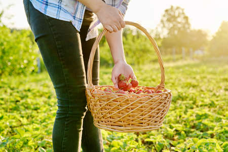 Farm field with strawberries, woman walking with a basket of fresh picked berriesの写真素材