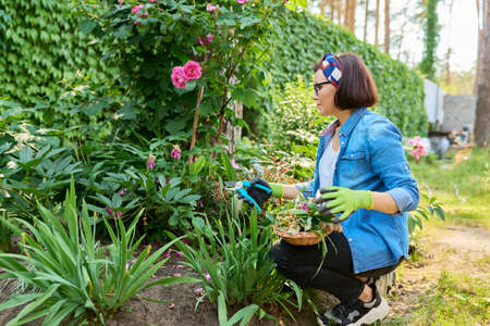 Woman gardener caring rose bush in backyard flower bed using garden prunerの写真素材