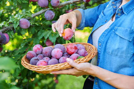 Close-up of womans hand picking ripe plums from tree in basketの写真素材