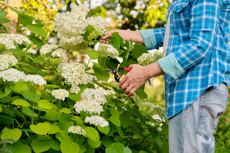 Woman gardener with garden shears cutting a bouquet of white hydrangea flowers