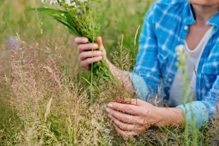 Woman with bouquet of field herbs and flowers touching blooming plants in summer fieldの写真素材