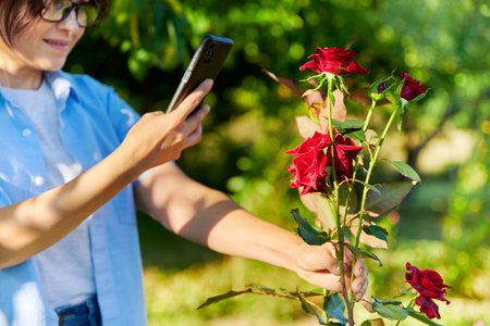 Woman in garden taking pictures of blooming red rose with smartphoneの写真素材