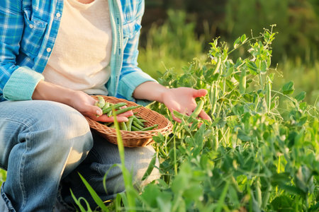 Womans hands harvesting green pea pods from pea plants in vegetable garden