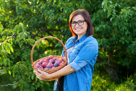 Middle-aged woman with harvest of ripe plums in basket, looking at cameraの写真素材