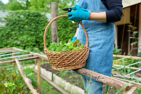 Close up of womans hands with basket harvest of lettuce leaves herb arugula dill parsleyの写真素材