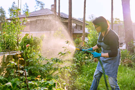 Woman watering flower bed with bush of peonies.の写真素材