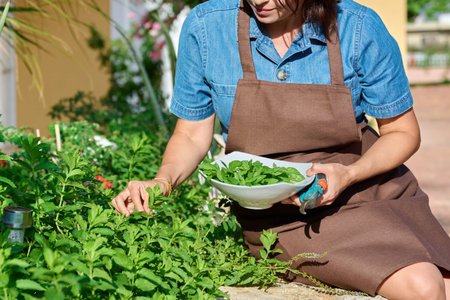 Close-up of hands harvesting fresh mint in a bowlの写真素材