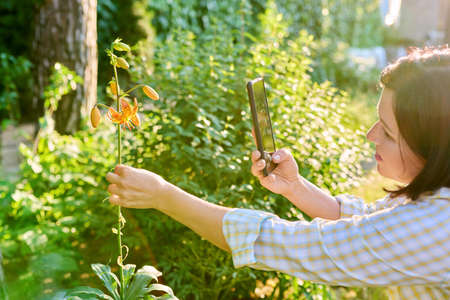 Woman resting in spring garden, photographing on smartphone blooming lily plantの写真素材