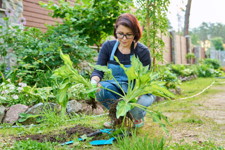 Dividing hosta bush, spring seasonal work in garden, planting flower bed in backyard.の写真素材