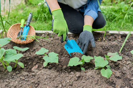 Woman caring for young cucumber plants seedlings in a greenhouseの写真素材