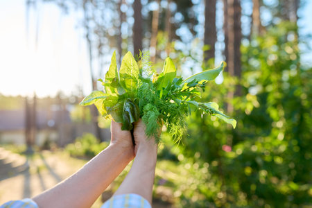 Popular culinary herb set, fresh dill lettuce and arugula herb in womans handの写真素材