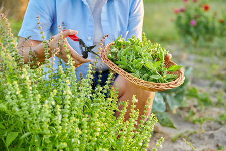 Close-up crop of spicy fragrant herbs basil in a basket in the hands of a woman, outdoorの写真素材