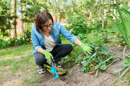 Woman using gardening tools, shovel to remove weeds from a bed with strawberry bushes.の写真素材