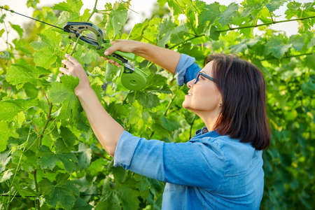 Woman gardener farmer making garter of vine bushes in vineyard using professional equipmentの写真素材