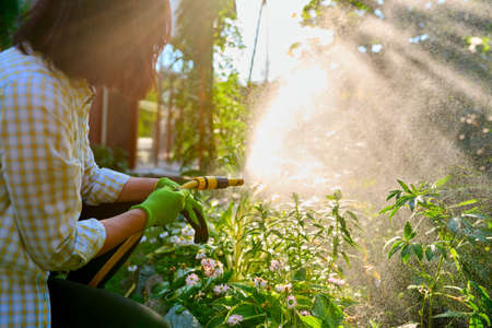 Woman watering flowerbeds with a hose in gardenの写真素材