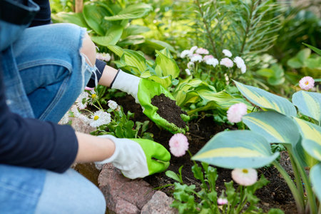 Gardening, flower beds, female gardener working with plants in gardenの写真素材