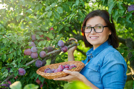 Woman picking ripe plums from tree in basketの写真素材