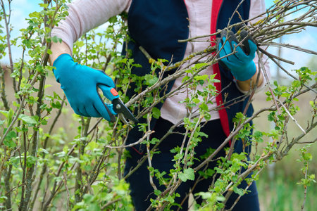 Close-up of gardeners hands in gloves doing spring pruning of black currant bush