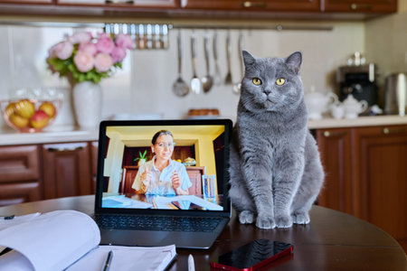 Beautiful domestic cat sitting in home office in kitchen on table near laptop
