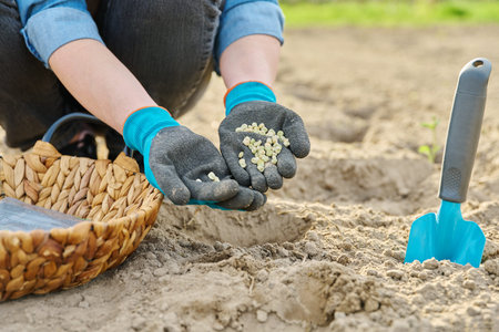 Close-up of hand in gardening gloves planting green pea in ground using shovel