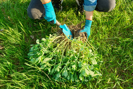 Close-up of hand in gardening gloves dividing Sedum spectabile bush