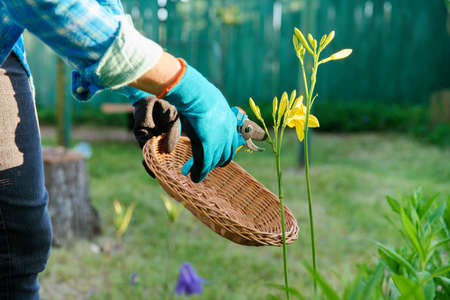 Gardeners hands in gardening gloves with pruner caring for yellow day-lily flowers in flower bedの写真素材