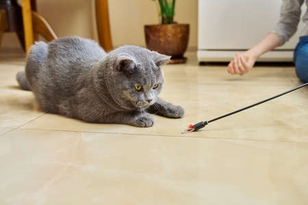 Girl playing with a cat at home, playing gray young british catの写真素材