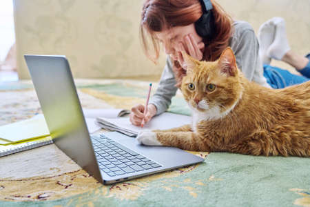 Preteen girl studying at home with ginger cat using laptopの写真素材