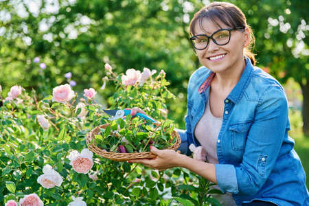 Woman is caring for rose bush in flowerbed garden, removing dry faded flowersの写真素材