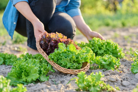Close-up of hands harvesting lettuce leaves on garden bedの写真素材