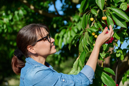Middle aged woman picking yellow cherries in the garden