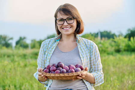 Middle aged woman with harvest of plums in a wicker plate outdoorの写真素材