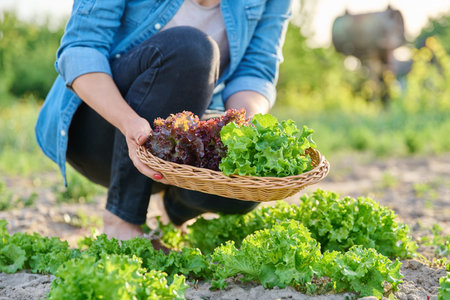Close-up of hands harvesting lettuce leaves on garden bedの写真素材